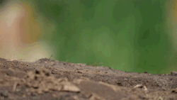 headlikeanorange:Black-Tailed Prairie Dog