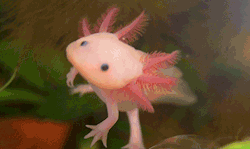 scales-and-fangs:Axolotl (Ambystoma Mexicanum)