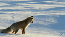 andrewagarcia:  cestpapillon:  krampuslips:  foxes are the most important animals on earth  im going to keep reblogging this until it isn’t cute anymore   How I dive in the …..