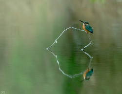 jack-o-hamstern:  david-stark:  kite-of-chromosomes:  ghostlycoos:  Heart reflection ~ Kingfisher カワセミ by vanilla_graph on Flickr.  I thought those were its legs.  Making my way down town   