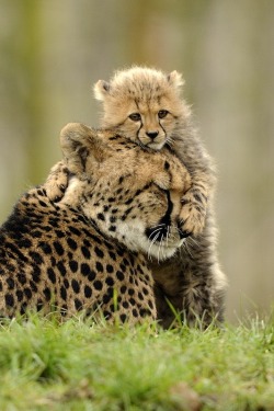Patience is a virtue (cheetah with her cub)