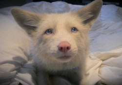 livingwithfoxesblog:  Too sleepy to keep his eyes open. He’s such a morning fox!  