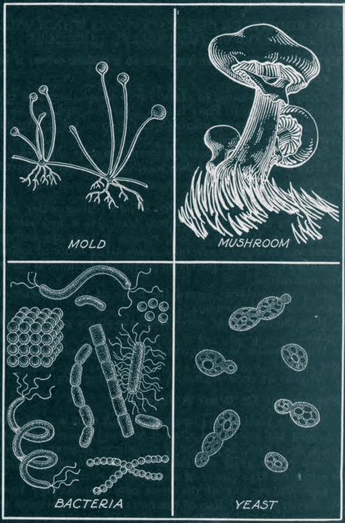 nemfrog:  Fungi. Modern science problems. 1936.Internet Archive