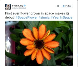 get-trekked: dragonescence:  dragonescence:  happy-kirk:  riotbadgrrr:  goose-dad:  the-errant-mycorrhizae:  First flower ever grown in space bloomed today!  Yay!  Happy birthday, space flower!   (source: gilderoys)  KIRK IS HOLDING A ZINNIA. THE SAME