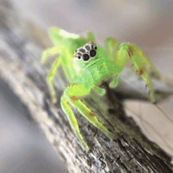 mothbuddies:A gorgeous female northern green jumping spider | x