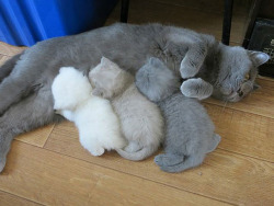 black–lamb:  thispoetspace:  boredpanda:    20  Proud Cat Mommies With Their Kittens    @itsthelesbiana Too much purity in one post.  OH MY GODDDDDD  
