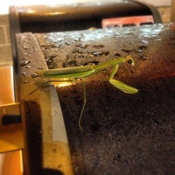 Praying Mantis chillen on a weber the other night at work. #prayingmantis #bug #insect #givesnofucks #grill