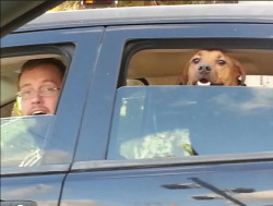 setheverman:  awwww-cute:  The moment my dog (and husband) realized I was in the car beside him  Your dog and husband look so happy. Who the hell is that guy with glasses tho? 