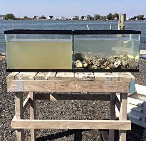 jstths:  sixpenceee:   The  water in the two tanks is from the same place, collected at the same  time. The only difference is the tank on the right contains oysters.      Source                           ☠️