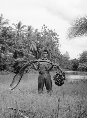 CSIRO botanist Lyn Craven, holding a fruiting stalk of the mangrove palm near Ravikivau, Purari River delta, Papua New Guinea in 1966. Photo: Dick Schodde. Photo Source: The Canberra Times