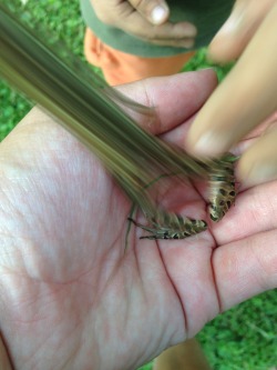 the-hoody-geek:  villain-kin:  aregulartomsawyer:  THE COOLEST PHOTO I HAVE EVERY TAKEN! A FROG JUMPED RIGHT WHEN I TOOK A PICTURE!!  NYOO OM  Frog has entered warp speed
