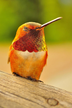 jedavu:  Hummingbirds Pack A Colorful Punch 