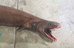 discoverynews:  &lsquo;Living Fossil&rsquo; Frilled Shark Caught Off Australia A rare frilled shark, whose species dates back 80 million years, was caught in a fishing trawler off Australia’s coast. More info