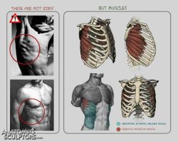 eyecager:  Torsos tips from Anatomy for Sculptors I have an Anatomy Intensive class on Torso’s-Front and Back this term so expect a lot of information relating to it being put up. 