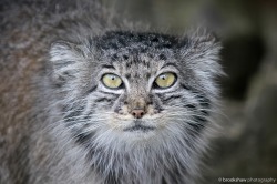 A wonderful looking little Pallas’ Cat named Tula at WHF Big Cat Sanctuary…