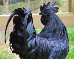The Ayam Cemani is a breed of chicken native to Indonesia. These birds are unique in that they are completely black. This includes their feathers, skin, beak, comb, tongue, muscle, bones and even organs. Their eggs are, of course, white. Perhaps the