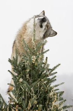 wolveswolves:  Wolves enjoy a treat-covered Christmas tree at Wolf Park in Battle Ground, Ind. Pictures by Monty Sloan 