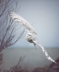 foxxis:  Snowy Owl In Flight by CapturedByCarriePhotography    
