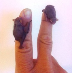 horrorpunk:   → I Don’t Care What You Say, Baby Bats Are FREAKING ADORABLE.  they are! &lt;3 &lt;3 &lt;3