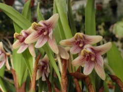 orchid-a-day:  Campanulorchis globiferaSyn.: Eria globifera; Pinalia globifera; Eria langbianensisMarch 14, 2018 
