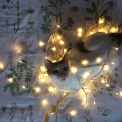 freazypeach:  was about to hang my fairy lights up but she decided to get herself tangled in them 