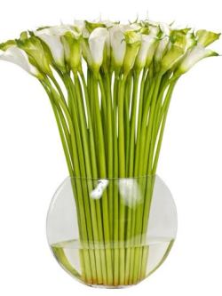 birdofparadisebydenizyildiz:  Kala / Calla Lilly  ENG - “Kala comes from the Greek term meaning “beautiful”… Originating from South African the flower is named according to its colors such as “White Sail”, “Green Goddess”, “Red Desire”