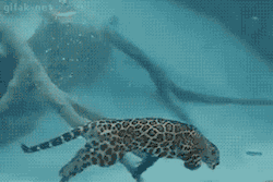 zionth-is-queerahim:  glackbirl:  thegreenwolf:  age-of-awakening:  A new water breed  Jaguars actually love water, and are one of the few felines that happily swim.  I love how she’s just floating back up.   river clan 