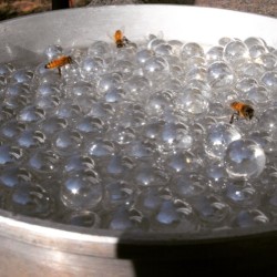 modestdemidov: pacificnorthwestdoodles:  pacificnorthwestdoodles:  tonystarksaslytherin:  An easy way to help the bees in your garden this summer is to make a bee waterer. As most water is too deep, bees stand the risk of drowning in any container where