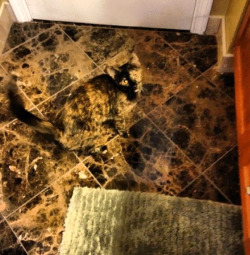 handcuffs-and-football:  kasumychan:  someones-shot-of-rum:  mushroomcloudsilverlining:  theinturnetexplorer:   Hide and Seek  Cat Camouflage  catouflage  why would someone reblog a photoset of everyday household things? so boring  @smollto 