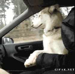 gifak-net:  Husky has to hold hands during car rides. 