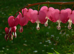 String of hearts (Traenendes Herz, or Bleeding Heart, flowers)