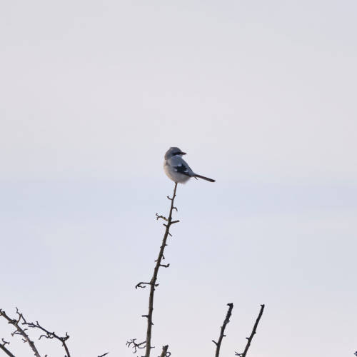 besidethepath:2022 wasn’t the greatest year, so off to the next one. By the way: The Great Grey Shrike doesn’t seem to have any New Year’s resolutions - it always stays far away from my camera.Happy New Year!