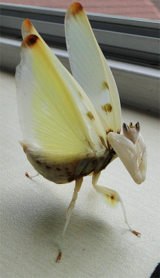 fyeahmantodea:  mistudio:  A very bad, quick photo taken with my old camera of my orchid mantis being angry at me. I had never seen an orchid with her wings up like that, they’re very impressive for a female mantis. She can also fly, but not as elegantly