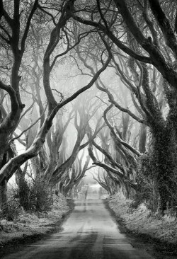 sadika-darling:The dark hedges.. Northern Ireland. 500px