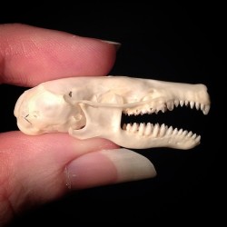 bone-lust:  BONELUST PERSONAL COLLECTION: New addition to my skull collection. The slate black Townsend mole (Scapanus townsendii), is the largest mole species in North America, at a total length of 8 to 9 inches.   It is found in open lowland and wooded