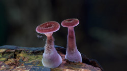 rorschachx:  Micro fungi of Australia | images by Stephen Axford 