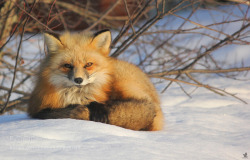 superbnature:  Quiet Fox. by Jon_Wedge http://ift.tt/1OtOV08