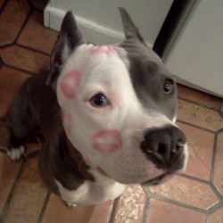 vegasmo:  The only kind of marks you should ever leave on a dog.   I love my pitbull so much