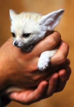 panda-face-mew:  mango-downriver:  phototoartguy:  The Fennec Fox is the Most Adorable Animal in the World In Cherl Kim on Flickr  sharkeatsbird Oh sweet zombie Jesus!  