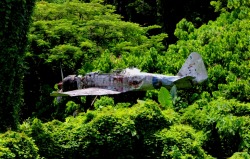 abandonedography:  Plane still stuck in a tree since WW2, Papua New Guinea