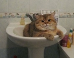 corgisandboobs:  jewlesthemagnificent:  Here, we have the wild Sink Blorp in its natural habitat.  “I wish you would floss more, Diane.”