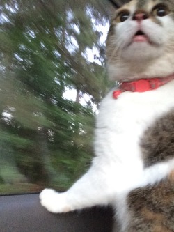elkhoof:  My cat’s first car ride