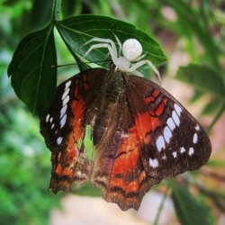 Y pensar que la tome por la mariposa y vaya sorpresa #spider #butterfly