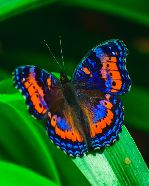 onenicebugperday: Summer (blue) and winter (red/orange) color morphs of the southern gaudy commodore butterfly, Precis octavia spp. sesamus, native to Africa Photos by lyleconrad   