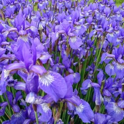Irises   #ирисы #цветы #flowers #flower 🌸  #beauty #дача #гатчина
