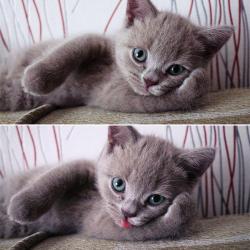 awwww-cute:Paint me like one of your french girls