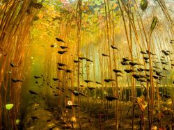 Invasion of the marsh masses (school of tadpoles)