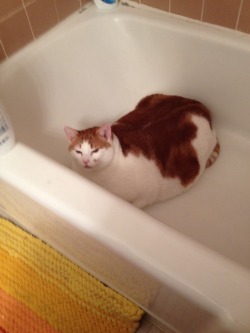 antlersout:  feedmerightmeow:  When he gets in the tub, sometimes he purrs so loud that the shampoo bottles fall over.  True power 