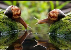 a-fart-has-no-nose:  Can we please just all take a moment and think about how snails are the cUTEST FUCKING THING I HAVE EVER SEEN. HOLY SHIT.