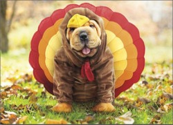Happy Thanksgiving Everybody! Im thankful for my followers,all 3670 of you!!!